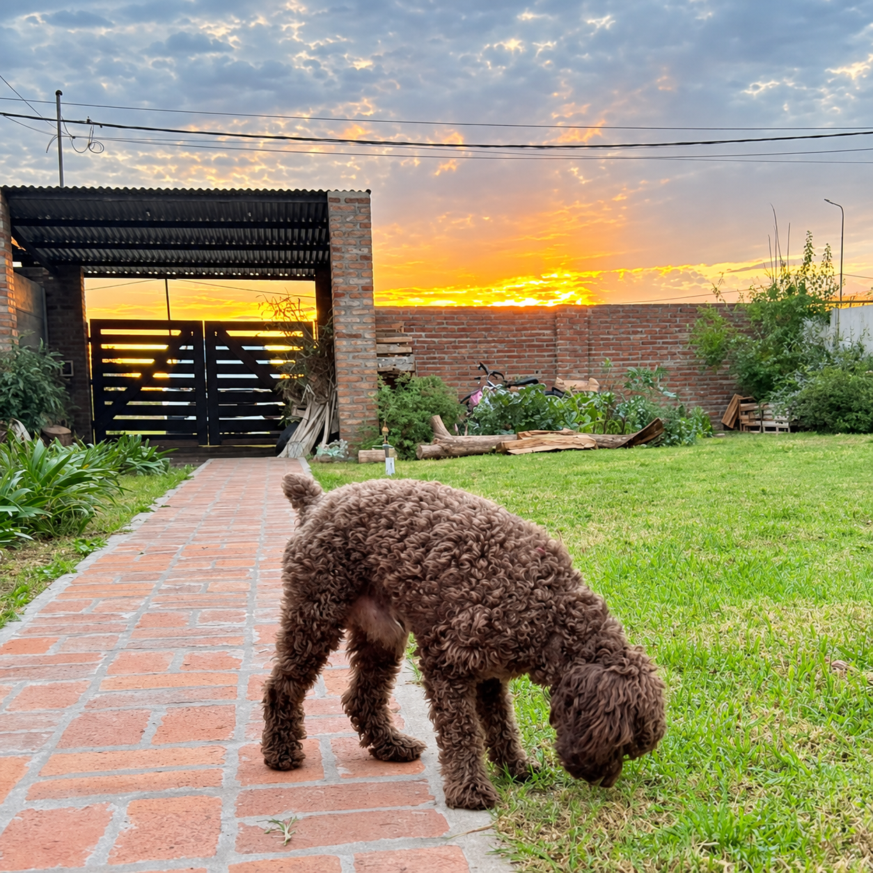 Perro explorando el patio de la guardería